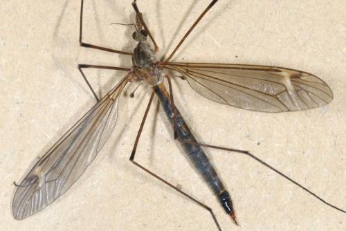 Réf. 302 076 : Tipula sp.